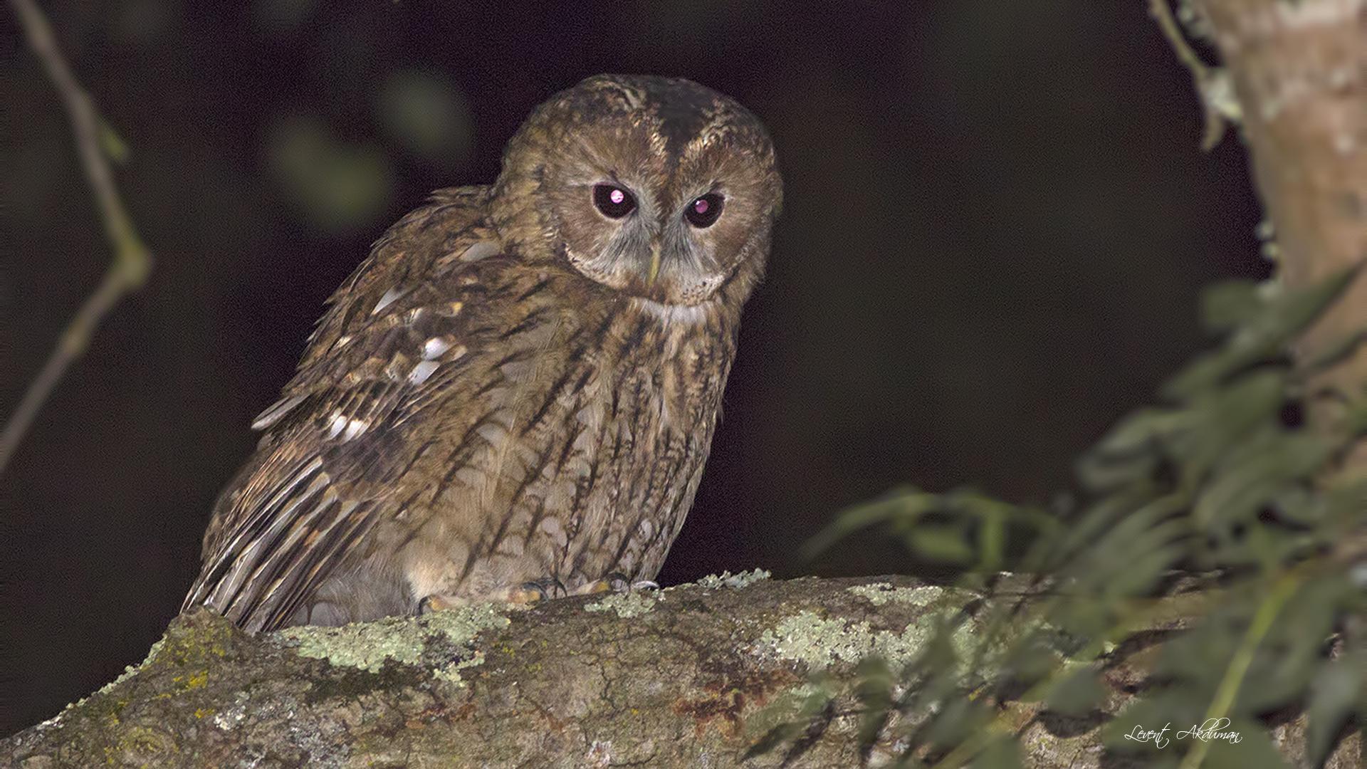 Tawny Owl